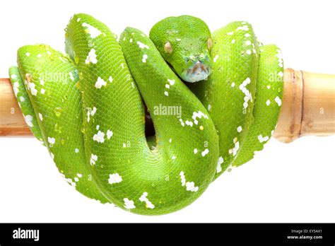 Image result for Green Tree Python Aru