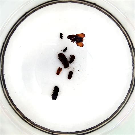 Insect Feature Extraction Dataset に対する画像結果