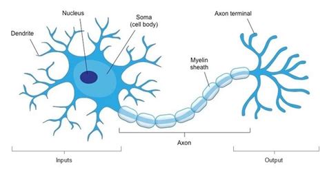 Image result for Biological Neuron Model