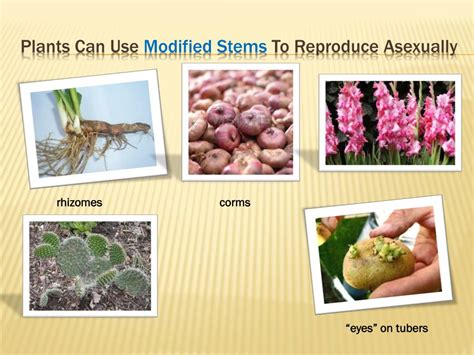 Image result for Stem Reproduction
