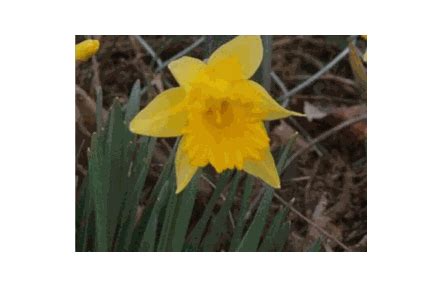 funcanimation matplotlib に対する画像結果