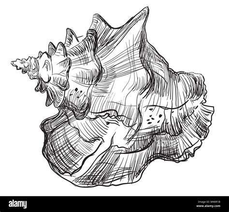 Bahamas Conch Shell Drawing に対する画像結果