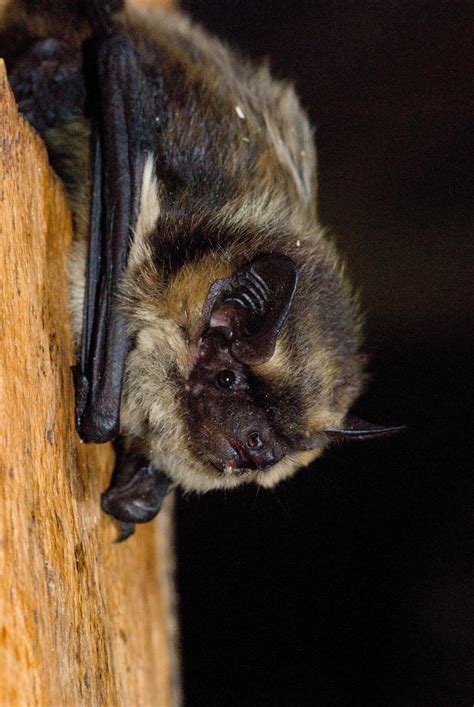 Image result for Bat Detector Microphone Placement