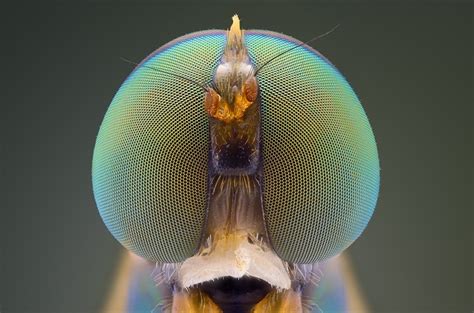 Image result for Insect Eyes