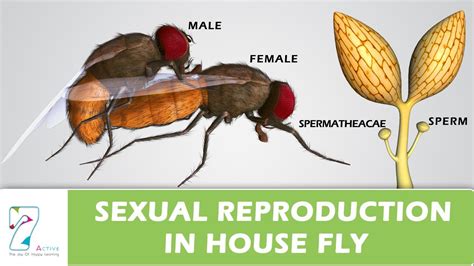 Image result for How Do Flies Procreate