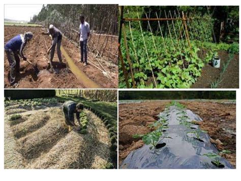 Image result for Perform Estimation and Basic Calculation in Farming