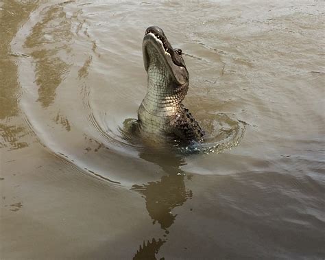 Image result for Guy Eating Pizza in Swamp with Alligator