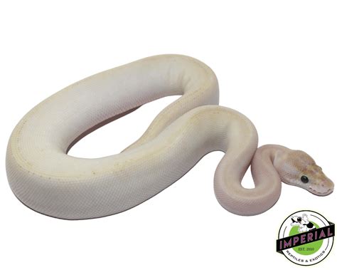 Image result for Baba Na Ivory Python