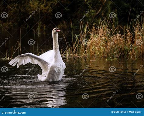 Image result for Swan Is Flapping Its Wings