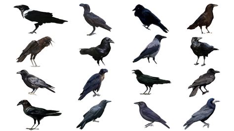 Image result for Different Crows