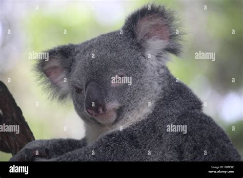Koala Sitting in Tree No Background に対する画像結果