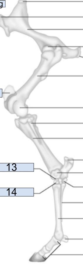 Image result for Hind Limb in Python