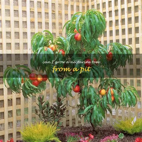 Image result for Nectarine Tree in Pot