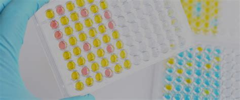 Image result for Affinity Maturation Process