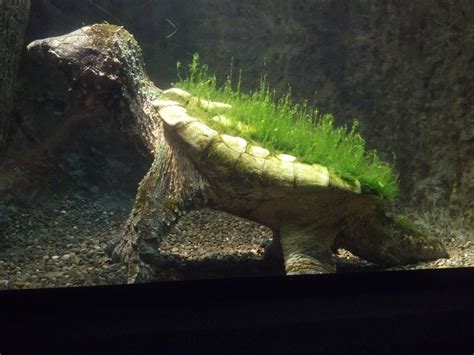 Image result for Alligator Snapping Turtle Shell