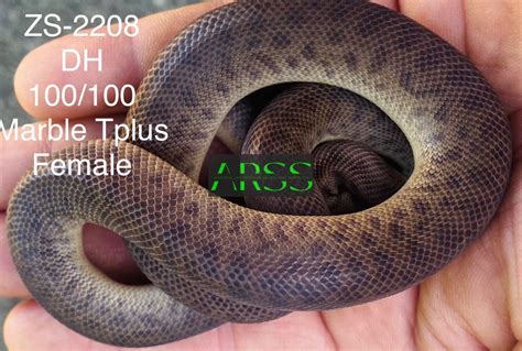 Marble Morph Stimson Python に対する画像結果