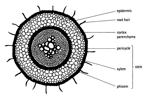 Toradh íomhá ar Labeled Root Tissue