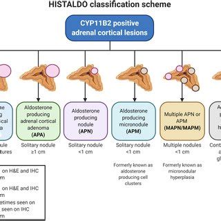 Toradh íomhá ar Classification Schema Graphic