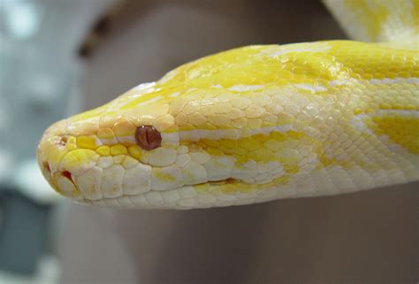 burmese python constricts chick に対する画像結果