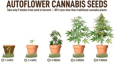 Autoflower Prosess Every Week に対する画像結果