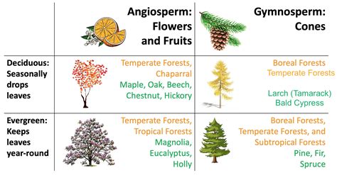 Afbeeldingsresultaten voor Coniferous Forest Food Web