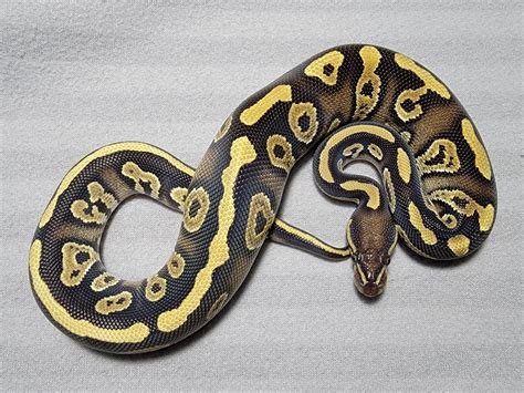 Seed Python に対する画像結果