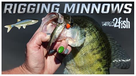 Image result for How to Use Minnows for Catfish Bait
