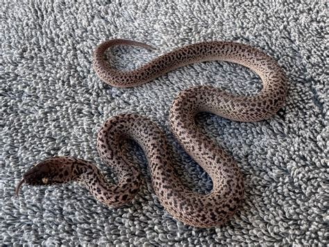 Image result for Granite Marrble Spotted Python