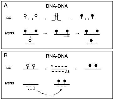 Image result for Trans and CIS DNA