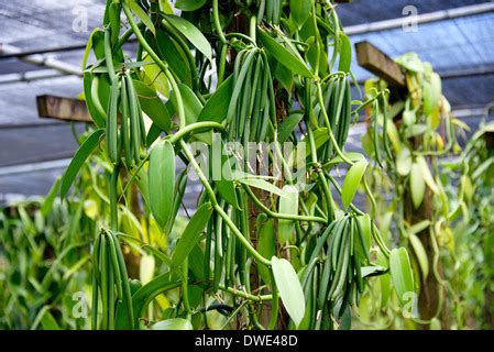 Vanilla bean plantation Stock Photo - Alamy