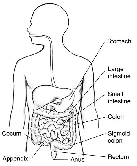 Image result for What Is a GI Tract