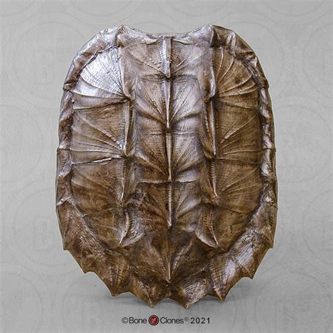 Image result for Alligator Snapping Turtle Shell