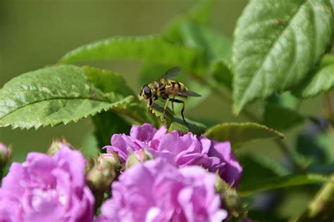 Insect On Flower に対する画像結果