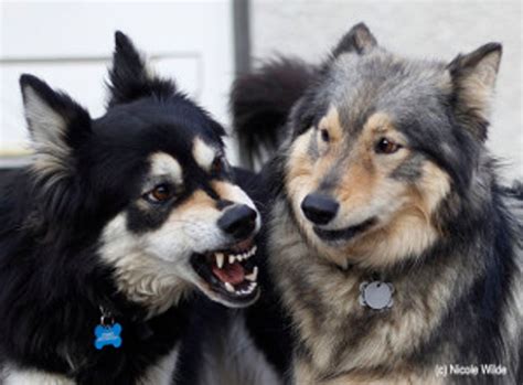 Image result for Growling