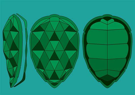 Image result for Sea Turtle Shell Vector