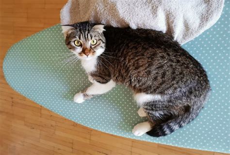 Image result for Ironing Machine Cat Model