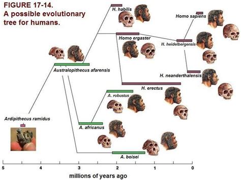 Image result for Neanderthal Evolution Chart