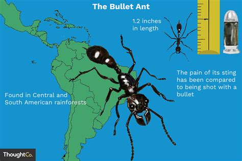Bullet Ant Stinger に対する画像結果