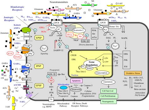 Afbeeldingsresultaten voor Cell Signaling Cascade