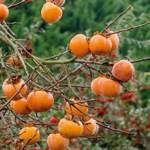 Image result for Persimmon Tree Sapling