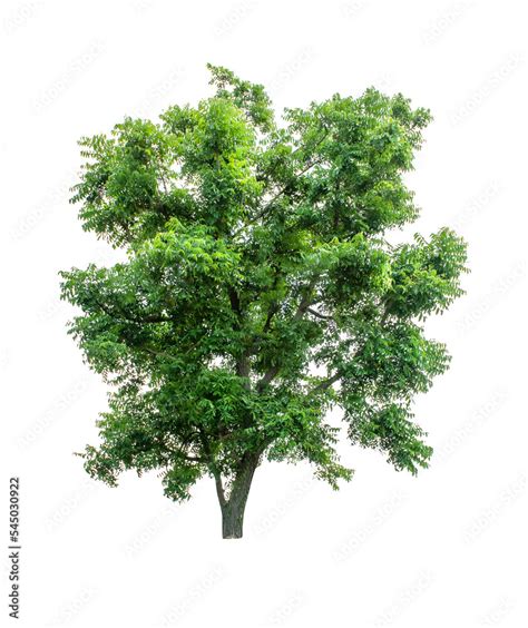 Remove Background Tree に対する画像結果