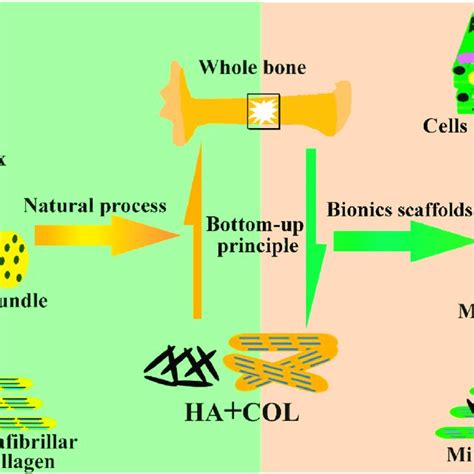 Image result for Process Bone