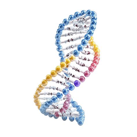 Image result for DNA Visualization