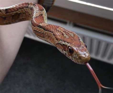Image result for Cute Looking Python