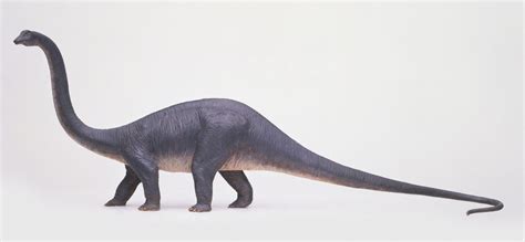 Afbeeldingsresultaten voor Diplodocus vs Brontosaurus