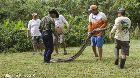 Image result for Aligator Python Florida