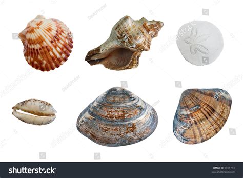 Image result for Type of Sea Shell
