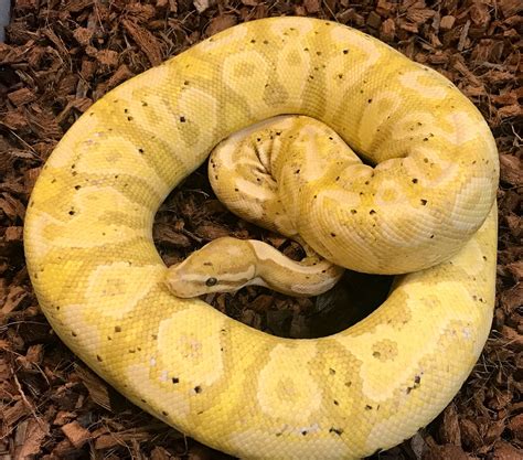 YB Ball Python に対する画像結果