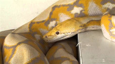 Afbeeldingsresultaten voor Purple Reticulated Python