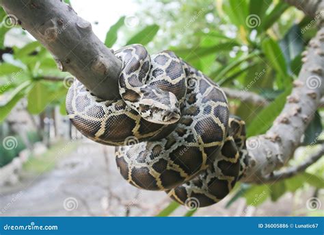 Image result for River Python